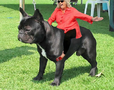 Paula on a Frenchie