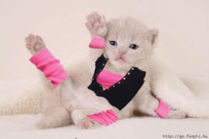 Kitten in a Leotard