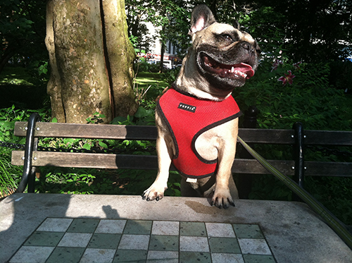 marshall playing chess